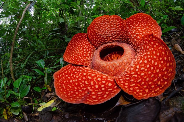 Keunikan Bunga Rafflesia Bunga Terbesar di Dunia