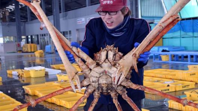 Kehidupan Kepiting Raksasa